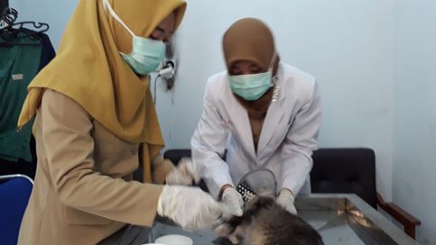 Peran Puskeswan dalam Menangani Kasus Rabies di Daerah Endemis