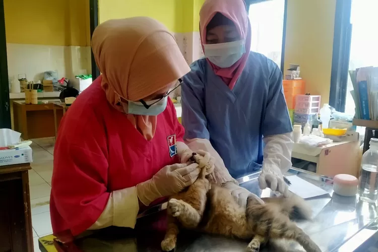 Vaksinasi Rabies